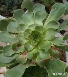 法师多肉夏天叶子一碰就掉是怎么回事