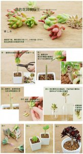 夏季多肉怎么浇水 夏季多肉的正确浇水方法