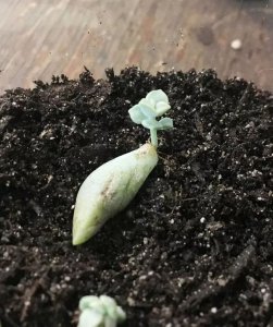 多肉掉下来的叶子怎么扦插 多肉植物叶子脱落后如何繁殖