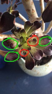法师多肉叶片焦脆干枯是什么原因 法师多肉叶片枯萎的原因是什么？