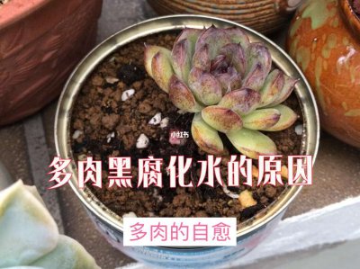多肉突然化水了什么原因 多肉植物为何突然失去水分？