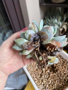 多肉化水后怎么处理 多肉植物过度浇水后的处理方法