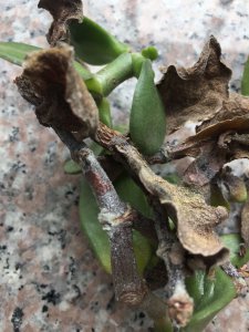 多肉顶端中间叶子枯萎是什么原因 多肉植物顶部叶子枯萎的原因是什么？