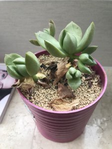多肉水浇多了什么症状 多肉过度浇水的表现有哪些？