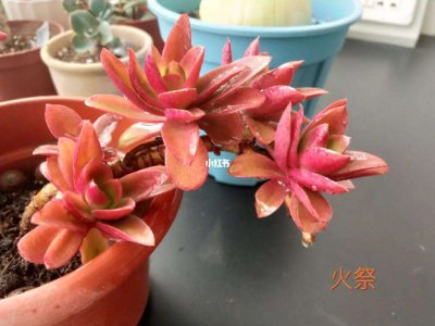 夏天火祭多肉生虫怎么办 夏季多肉植物遭虫害如何处理