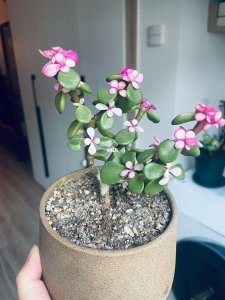 药锦多肉还能养活吗 多肉植物药锦还能存活吗？