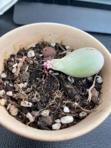 桃蛋多肉叶插技巧是什么 桃蛋多肉叶插要领是什么？