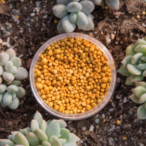 多肉用什么肥料比较好 多肉植物适合使用哪种肥料？