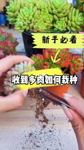 新到的多肉怎么种植 新买的多肉如何栽培