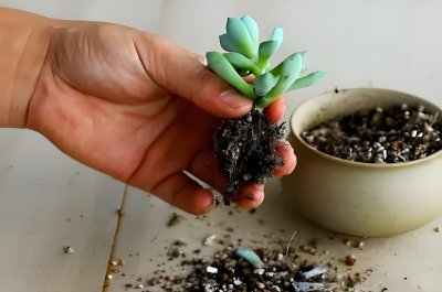 多肉换盆后多久可以施肥 多肉植物换盆后需要等多久才能施肥？
