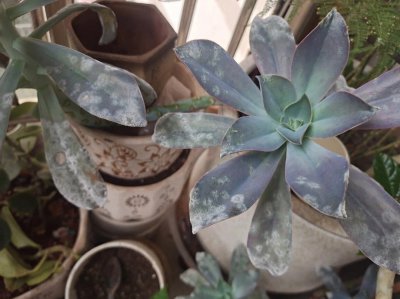多肉长白斑是什么病 多肉植物长白斑属于什么疾?。?/></i><h2>多肉长白斑是什么病 多肉植物长白斑属于什么疾??？</h2><p>一篇经验小知识，为您介绍多肉长白斑是什么病的绿植花卉方面的内容，接下来绿植迷网小编为大家介绍。多肉长白斑是什么病在养殖的多肉的过程中，会</p></a></li>
            <li><a href=