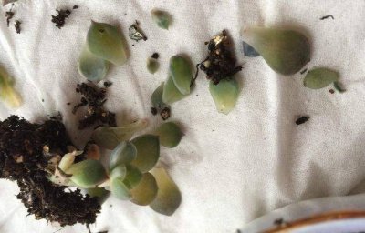 多肉一碰就掉叶子是怎么回事 多肉植物为什么一碰就掉叶子？