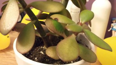 玉缀多肉发黄是什么原因 多肉植物为什么会出现黄叶情况？