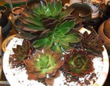 休眠期的多肉怎么养 多肉植物的休眠期如何管理