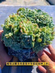 多肉植物需不需要施肥 多肉植物是否需要施肥？