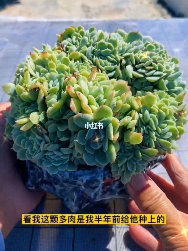 多肉植物需不需要施肥