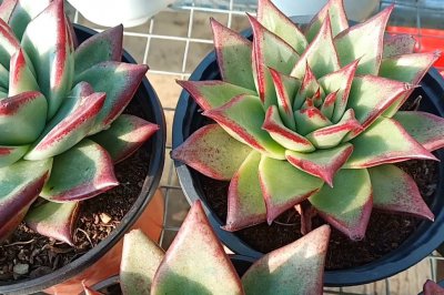 唐印多肉夏天怎么养殖 夏季如何种植唐印多肉？