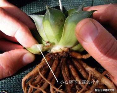 玉露多肉叶片扦插方法是什么 玉露多肉植物如何进行叶片扦插？