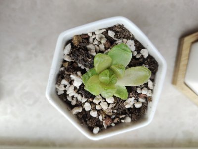 玉露多肉晒伤掉叶怎么处理 多肉植物晒伤掉叶如何护理