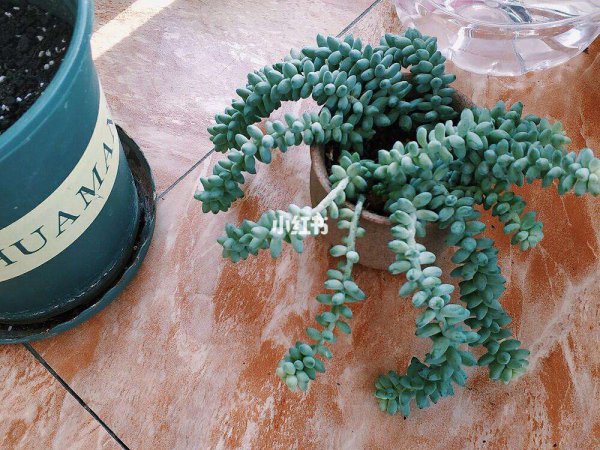 新玉缀多肉什么时候换盆最好