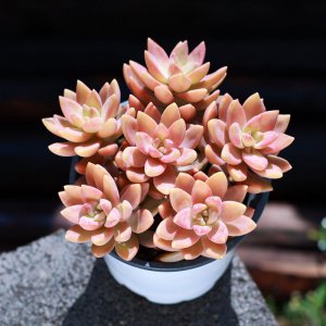 布丁多肉的养殖方法是什么 布丁多肉种植要点