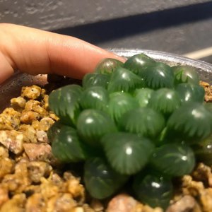 玉露多肉烂根了怎么办 多肉植物玉露烂根后应该怎么处理？