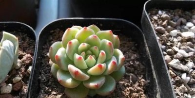 刚种植的多肉需要浇水吗 新种植的多肉需要浇水吗？