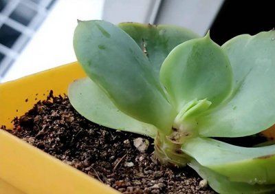 多肉浇水可以浇叶子吗 多肉植物可以从叶子吸收水分吗？