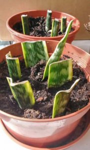 多肉的叶片怎么种植 多肉植物叶片如何繁殖？