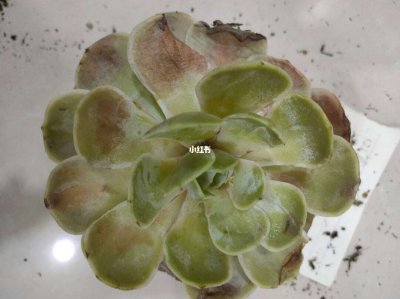 多肉生虫子如何治疗 多肉植物蚜虫防治方法