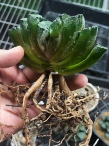 多肉哪个季节换盆最好 多肉最适合哪个季节换盆