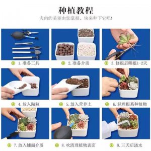 多肉怎么施肥才能长得好 多肉植物如何施肥才能生长良好？