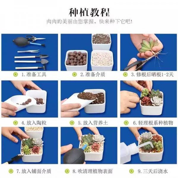 多肉怎么施肥才能长得好