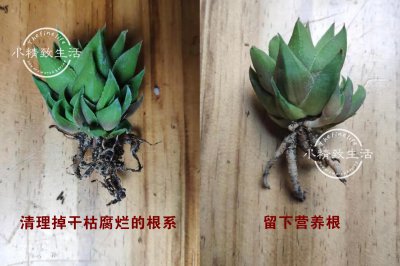 多肉修根步骤有哪些 多肉修根步骤总结
修剪多肉植物的根部