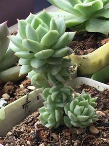 多肉什么时候休眠 多肉植物何时进入休眠状态？