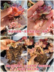 多肉换盆需要修根吗 多肉植物更换盆时需要修剪根吗？