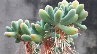 夏天可以给多肉施肥吗 夏季适合多肉植物施肥吗？