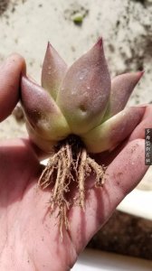 种多肉一定要修根吗 种多肉是否需要修剪根系？