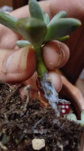 多肉烂根是什么原因 多肉植物腐烂根的成因是什么？