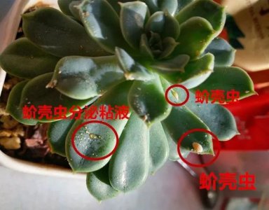 养的多肉招虫子怎么办 多肉长虫怎么办？