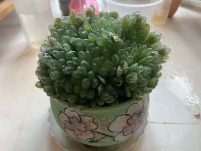 玉露多肉换盆要不要晾根 多肉植物换盆是否需要晾根