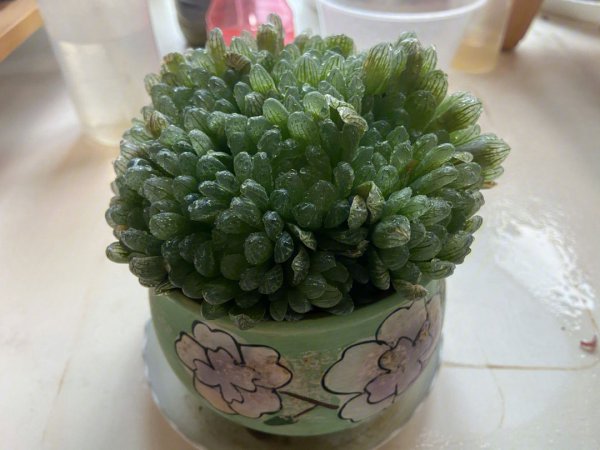 玉露多肉换盆要不要晾根