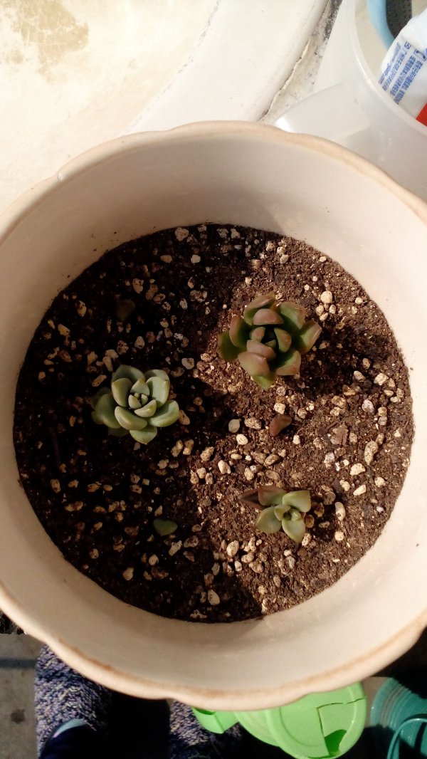 多肉小苗期怎么浇水
