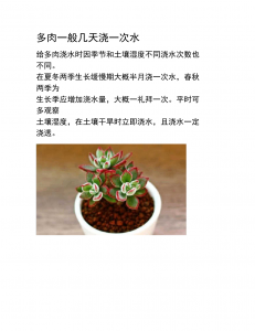 多肉换盆注意事项及最佳时间 多肉换盆的注意事项与最佳时间