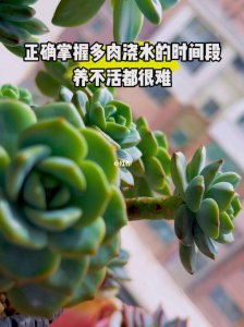 多肉怎么浇水应该浇哪里 多肉植物如何正确浇水？要注意浇水的位置
