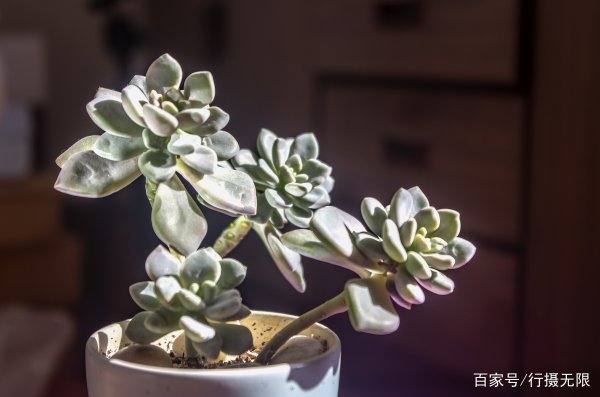 冬美人多肉植物图片