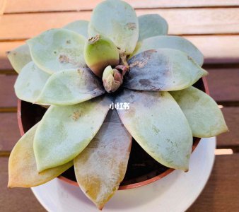 多肉植物掉叶子是怎么回事 多肉植物为什么掉叶子？