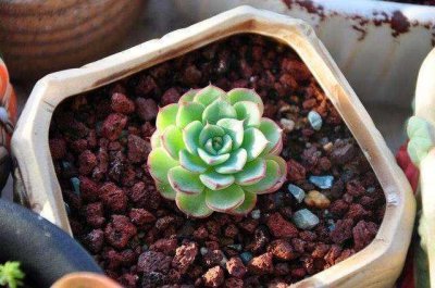 多肉换土后需要浇水吗 多肉植物更换土壤后需不需浇水？