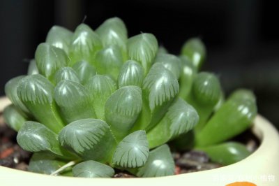 多肉植物玉露怎么养殖 如何养殖多肉植物玉露？