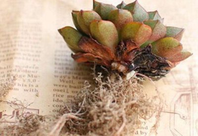 裸根多肉植物怎么种植 如何培养裸根多肉植物